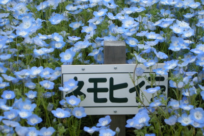 埼玉県大宮花の丘農林公苑のネモフィラの花の写真（２）