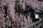 20110417_2.jpg