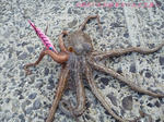 tako.jpg