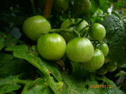 IMGP0348.JPG