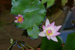 IMGP0777.JPG