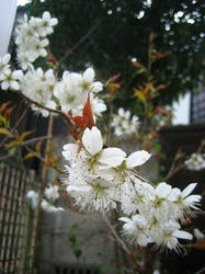 暖地桜
