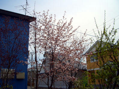 桜1