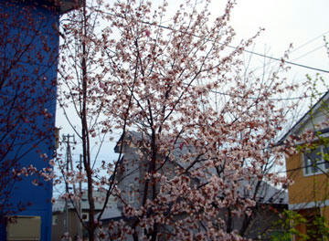 桜2