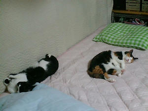 490168d1.jpg