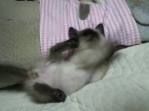 2009112923080001.jpg