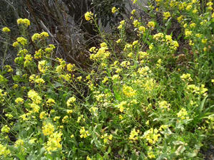 P1000007.JPG