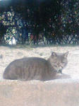 miharanyanko.jpg