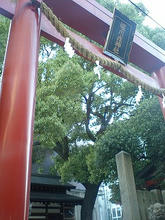 kichibe1.jpg