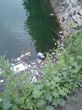 osakacastle02.jpg