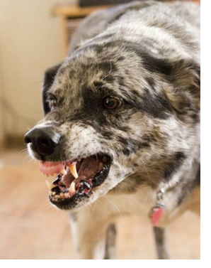 dog_agre.jpg