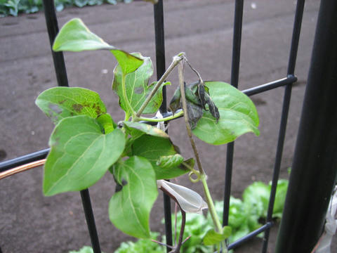 IMG_2095_mini800px.jpg