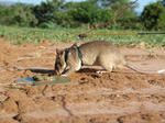 whyrats1.jpg
