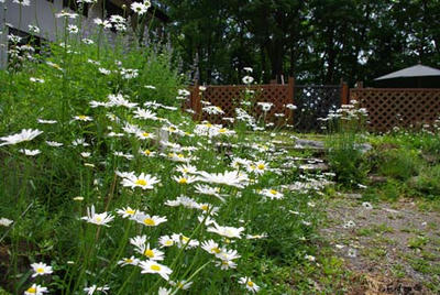 IMGP0912c.jpg