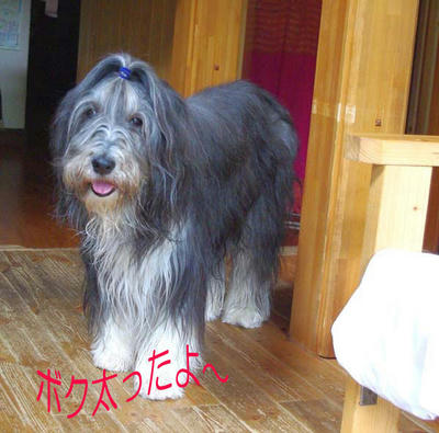 taro1.jpg