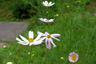 IMGP1304.JPG