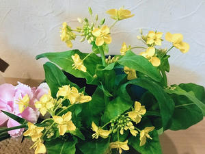 菜の花