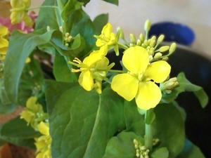 菜の花