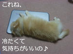 ヒンヤリ