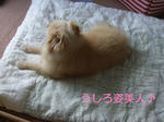 涼しいのぅ
