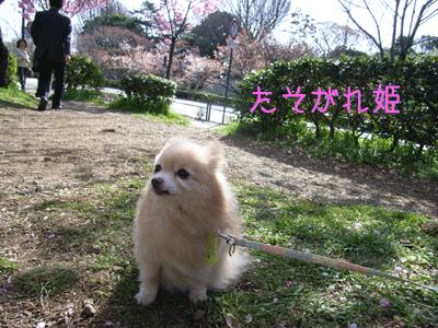 風邪が心地よい、花粉が忌々しい