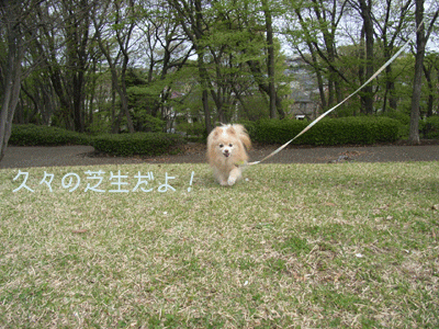 芝生だ♪