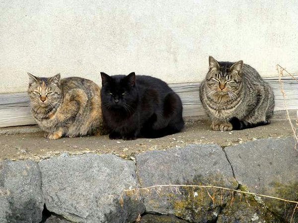 北門の堀付近にいた猫