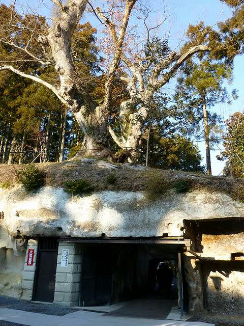 夫婦欅と陽徳院御霊屋入口