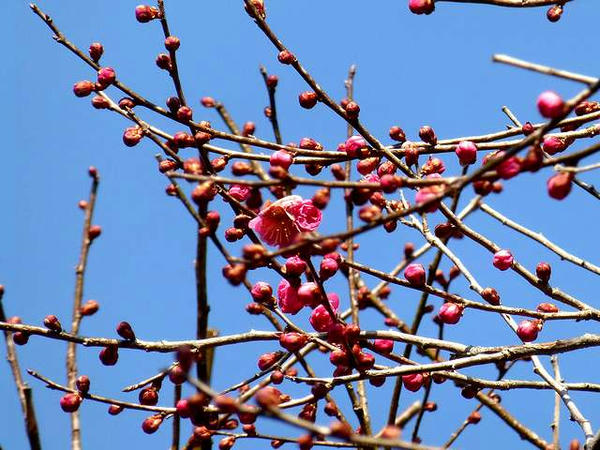 ちらっと咲いてる紅梅