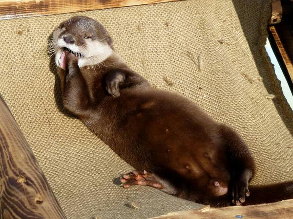 コツメカワウソのアンズちゃん