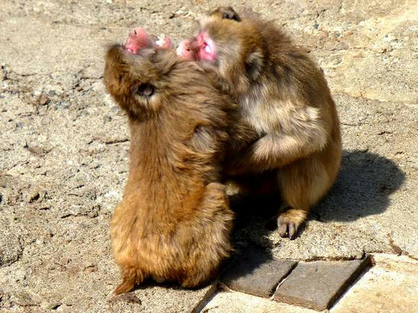 小競り合い中