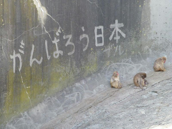 猿山の壁に描かれていた「がんばろう日本（ザル）」