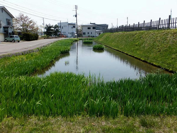 復元された堀