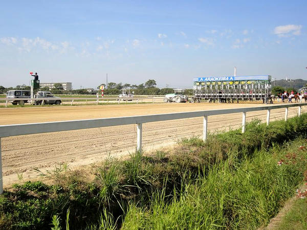 スターターとゲート入りする競走馬