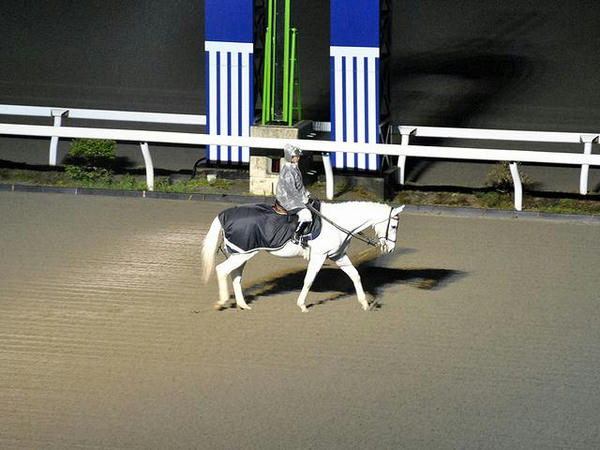 夜さ恋な誘導馬