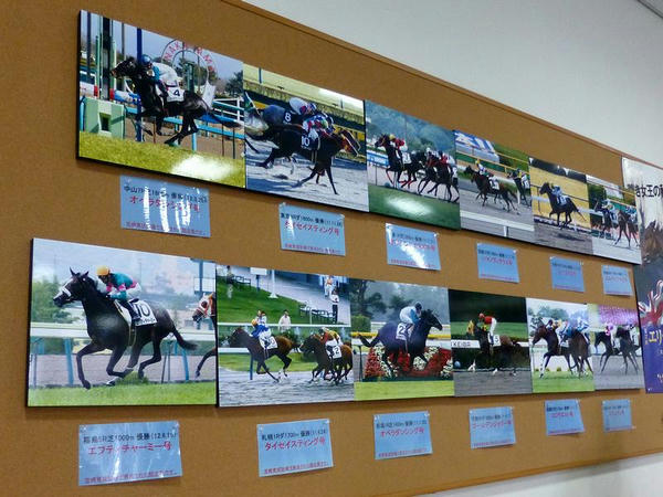 宮崎育成牧場で育成された競走馬の写真