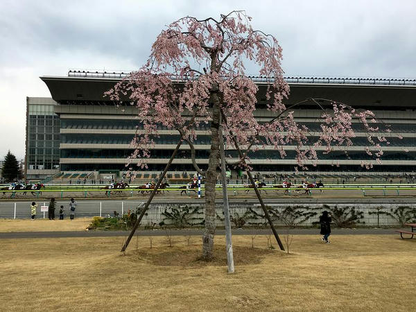 内馬場の桜