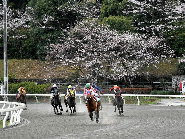 第1レースの最終コーナーと桜の花
