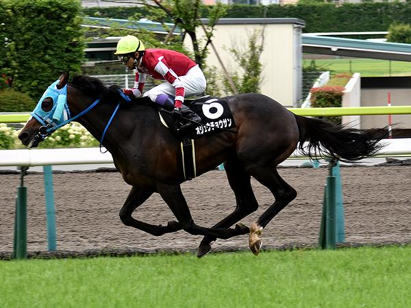 最後の直線に入るオジュウチョウサン号