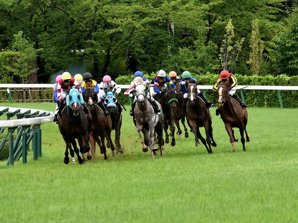 最終コーナーを回る各馬(1)