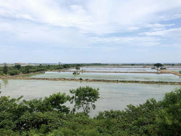 車窓から見た田植え中の水田
