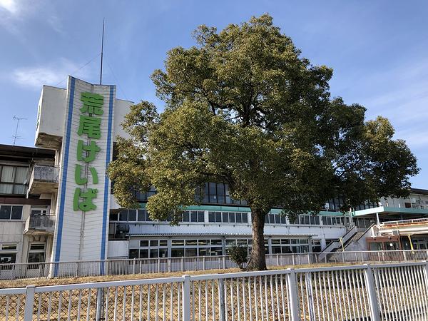 パドックの木と荒尾けいばの看板
