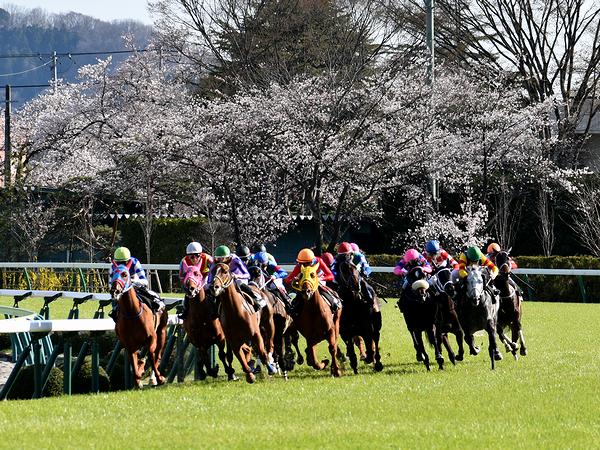 桜と競走馬