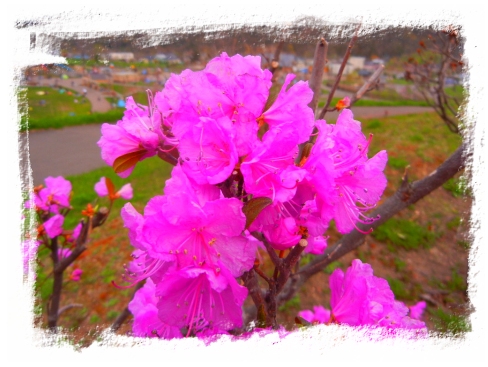 pink.jpg