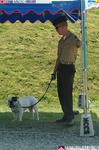 Top Dog