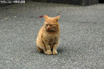 ねこ1