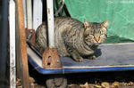 ねこ3