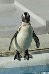 ペンギン
