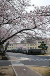 09守山桜祭り2