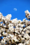 CHERRY&MOON